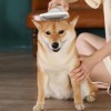 Щётка-фен для шерсти собак и кошек 2в1 PET Grooming Dryer WN-10 портативный массажёр расчёска для груминга животных Белый (D-2019090625)